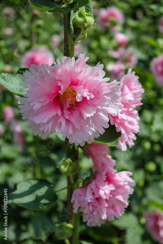 Pink hollyhocks with green leaves and green background