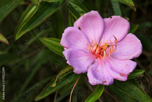 The close-up of a common Melastoma, Melastoma malabathricum with green leaves background