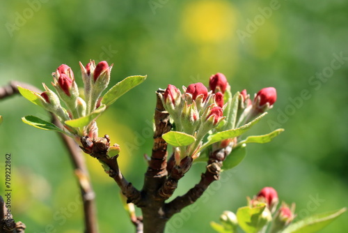 The branch of a blossoming tree. Spring apple blossom in Germany