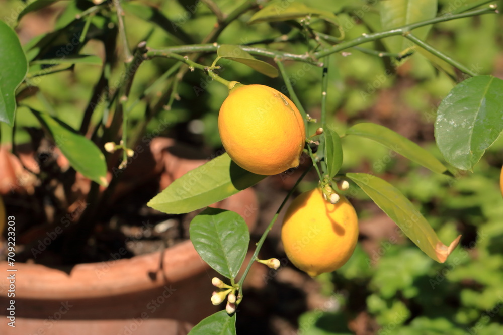 growing lemons on a branch close-up