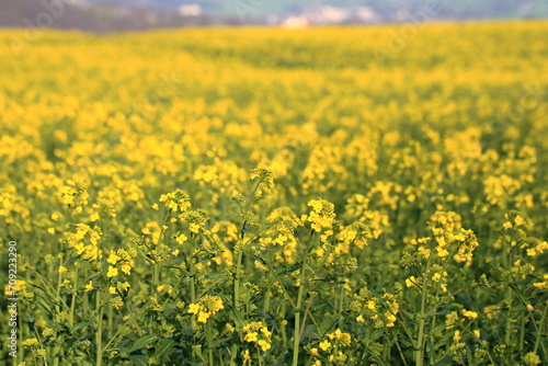 Spring landscape with yellow rapeseed field in Saxony, Germany