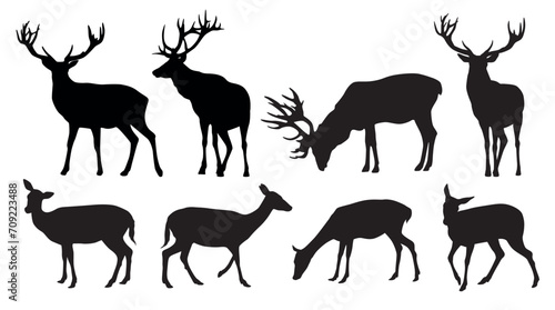 Vector set of black standing and walking deer and doe silhouettes on white background © Kateina