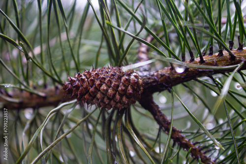 A pine cone hanging on a green pine tree branch after the rain