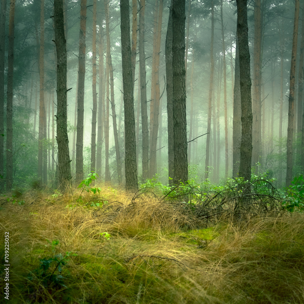 Fototapeta premium wschód słońca las, runo, trawa, mgła