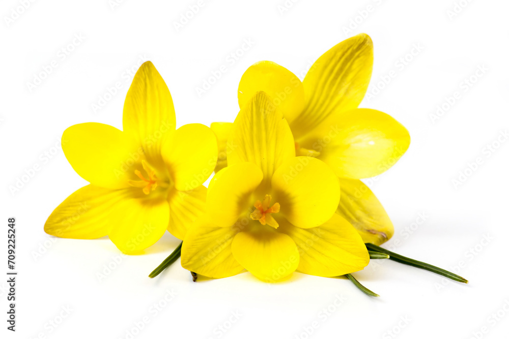 Fototapeta premium crocus - one of the first spring flowers