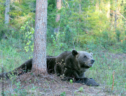 A close photo of brown bear