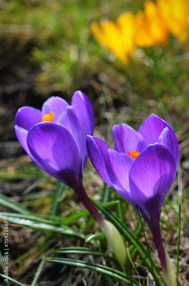 beautiful primroses crocuses in the garden beautiful primroses crocuses in the garden