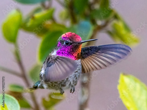 Anna's Hummingbird in Flight
Henderson, Nevada photo