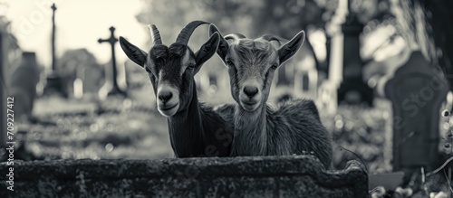 Pair of goats in the cemetery. photo