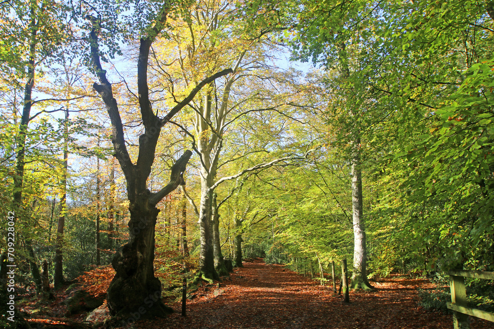Decoy Country Park, Devon in Autumn Decoy Country Park, Devon in Autumn
