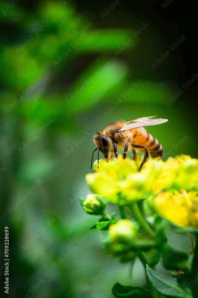 Recolección de polen - obrazy, fototapety, plakaty 