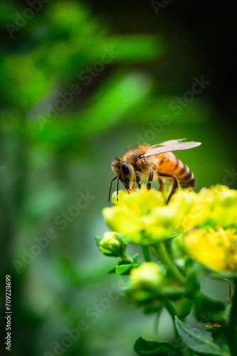 Recolección de polen