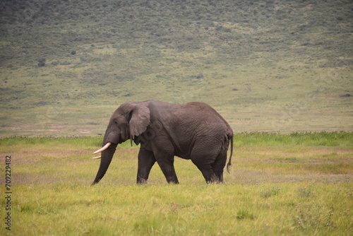 Elephant d Afrique