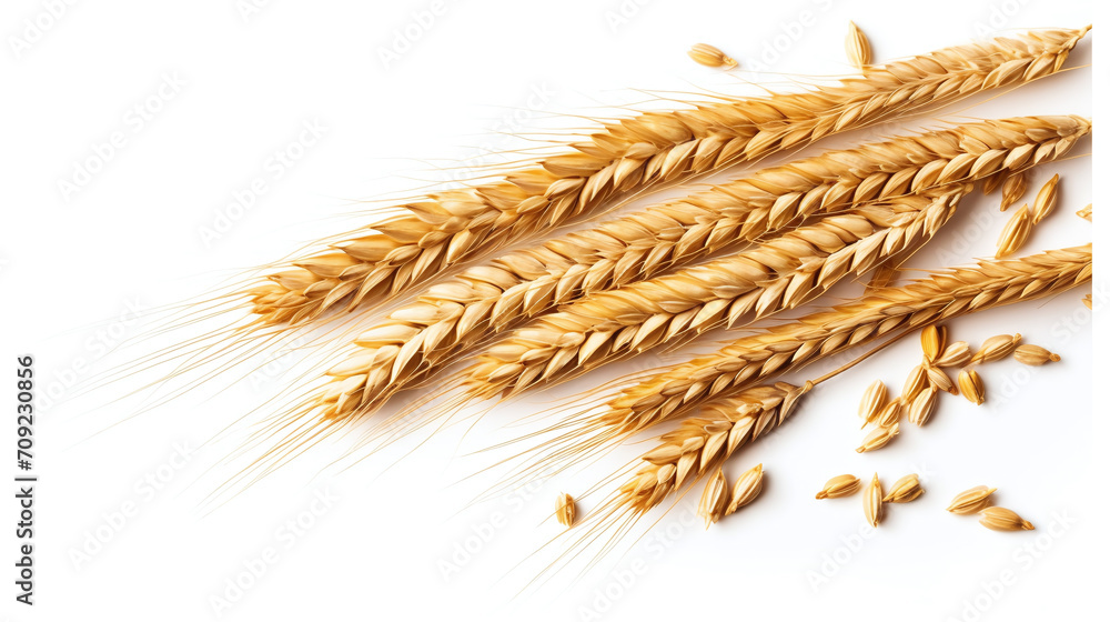 wheat ears isolated on white background wheat ears isolated on white background
