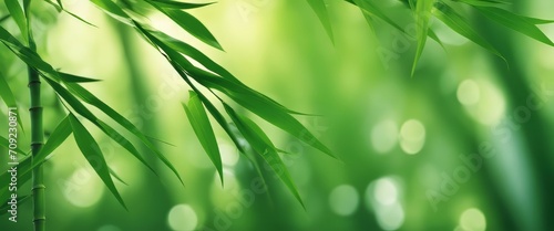 green bamboo leaves over sunny water surface background banner