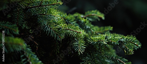 close up of pine needles