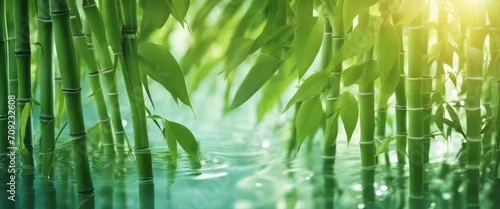 Obraz  z motywem green bamboo leaves over sunny water surface background banner