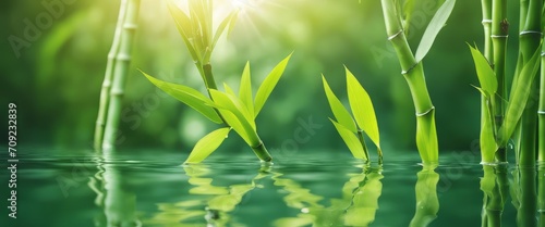 green bamboo leaves over sunny water surface background banner