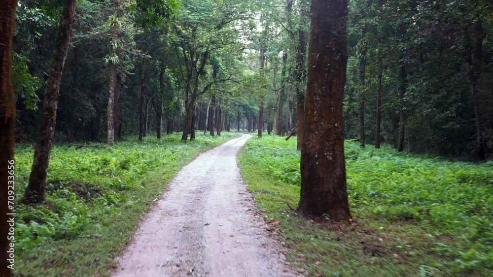 Jungle safari inside Gorumara National Park situated in Dooars, West Bengal, India. Jungle safari inside Gorumara National Park situated in Dooars, West Bengal, India.