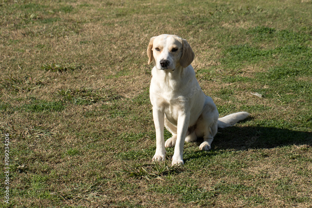 A stray Beagle or Labrador mix dog playing in a city park A stray Beagle or Labrador mix dog playing in a city park
