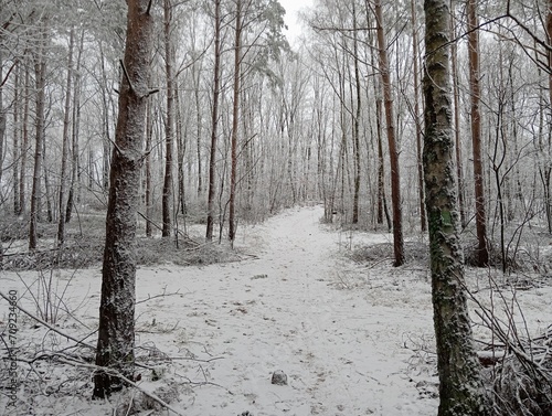 Winter snowy forest
