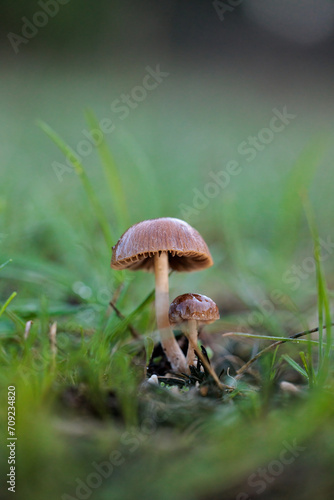 Small mushrooms in the pine forest.