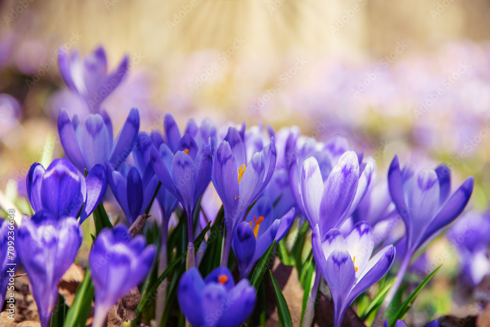 amazing field of blooming purple (blue) crocuses blooming in spring time. natural background (banner) amazing field of blooming purple (blue) crocuses blooming in spring time. natural background (banner)