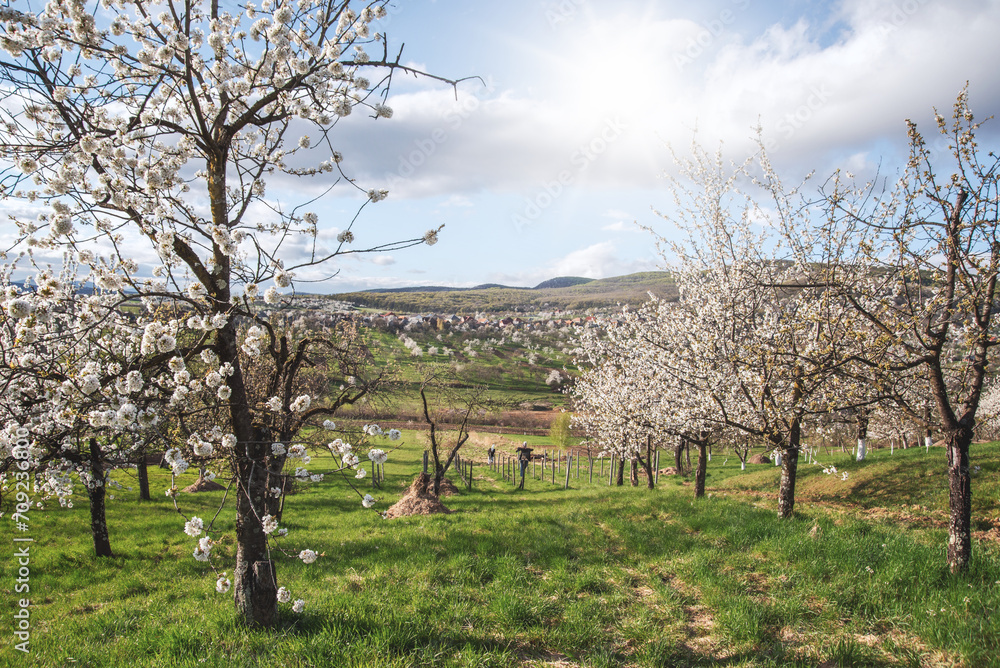 amazing spring rural landscape with blooming trees