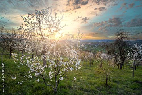 amazing spring rural landscape with blooming trees at sunset.