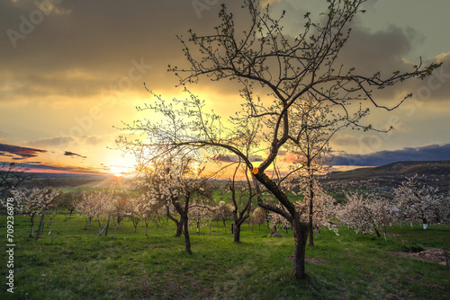 amazing spring rural landscape with blooming trees at sunset.