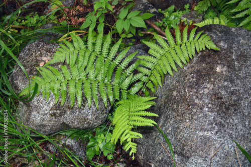 Male fern in a forest of Tatra mountain photo
