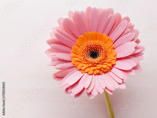 Colorful spring flower on pink background 