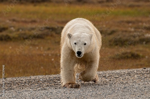Wild Polar Bear in Prudhoe Bay, Alaska