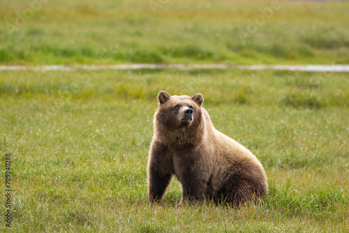 Grizzly Bear in Prudhoe Bay, Alaska watching mosquitoes