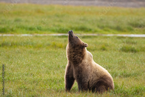 Wild Grizzly Bear watching the Arctic summer mosquitoes