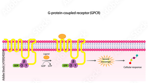 G protein coupled receptors gated ion channel. Structure of a G protein-coupled receptor (GPCR). Mechanism for the transport of ions. Cell membrane receptors for ligands bind. vector illustration.