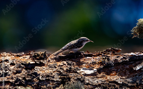 Single bird perched on a log in a natural outdoor setting, with a lush green plant nearby.
