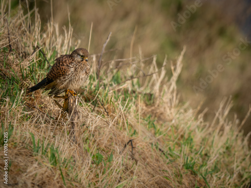 Perched Female Kestral © philscarlett.co.uk