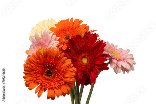 Bouquet of colorful gerbera flowers isolated on white.