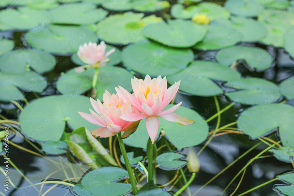 Pink delicate water lily flowers on the water Pink delicate water lily flowers on the water