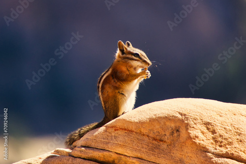 Nahaufnahme eines süßen Streifenhörnchens, das auf einem Stein sitzt und ein Keksstück isst photo