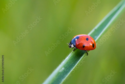 Red ladybug © Baronb