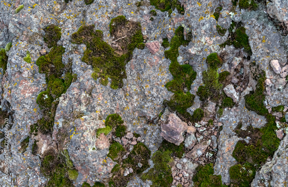 Fototapeta premium gray porous stone with green dense moss