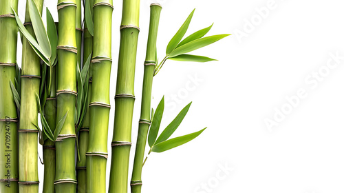 bamboo on a transparent background  PNG is easy to use to decorate your project.