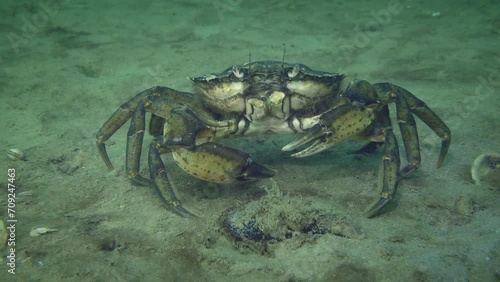 Green crab or Shore crab (Carcinus maenas) on the sandy sea bottom is one of the best known marine invasive species.