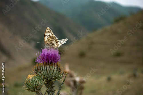 A monarch butterfly feeding Scotch Thistle (Onopordum acanthium)
