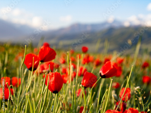 Red poppies and wildflowers in the hills during the spring. flower on mountain slope. Floral background.