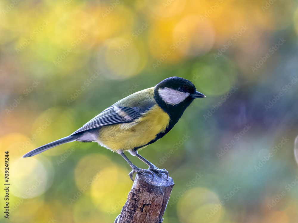 Obraz premium Great tit on colorful background