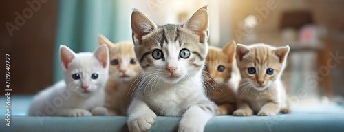 Litter of kittens lounging on a soft surface. A group of adorable cats rests comfortably, showcasing various coat colors and patterns, exemplifying shelter and care for young animals. Panorama.