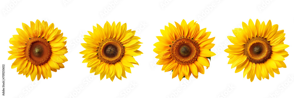 Naklejka premium Set of sunflower top view isolated on a transparent background